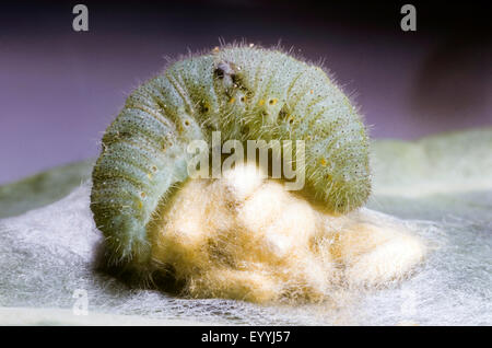 White Butterfly parassita, apanteles comune (Cotesia glomerata, Apanteles glomeratus), larve a caterpillar, parasitizing il bruco del cavolo bianco, Germania Foto Stock