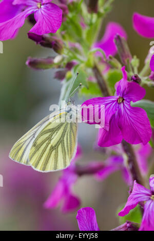 Verde-bianco venato, verde venato bianco (Sarcococca napi, Artogeia napi), verde bianco venato seduta su un fiore, Germania Foto Stock