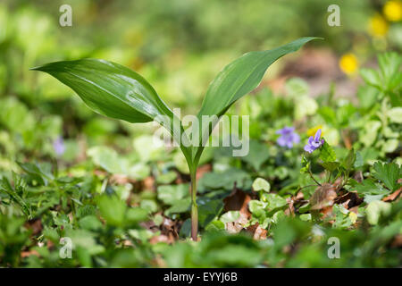 European Lily-di-il-valle (convallaria majalis), foglie prima della fioritura, Germania Foto Stock