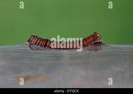 Casa zanzara, northern casa comune zanzara moscerino comune, casa moscerino (Culex pipiens), uova su watersurface, Germania Foto Stock