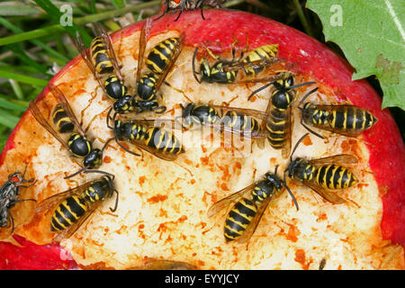 Wasp comune (Vespula vulgaris, Paravespula vulgaris), vespe sulla manna, Germania Foto Stock