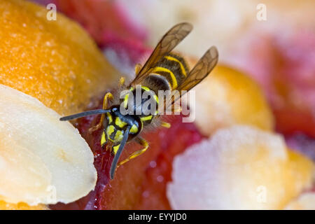 Wasp comune (Vespula vulgaris, Paravespula vulgaris), irritante wasp su un pezzo di torta, Germania Foto Stock