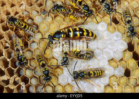 Wasp comune (Vespula vulgaris, Paravespula vulgaris), regina un dworkers nel loro nido, Germania Foto Stock