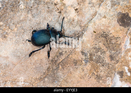 Spewer sangue, sangue produca beetle (Timarcha spec.), sanguinosa naso-maggiolino su una pietra, Germania Foto Stock
