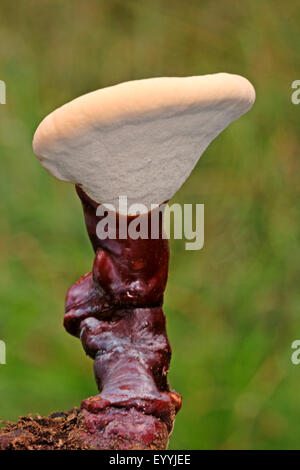 Staffa laccato, fungo Reishi, Lingzhi (fungo Ganoderma lucidum), giovane corpo fruttifero, medico a fungo, Germania Foto Stock