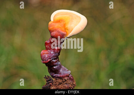 Staffa laccato, fungo Reishi, Lingzhi (fungo Ganoderma lucidum), giovane corpo fruttifero, medico a fungo, Germania Foto Stock