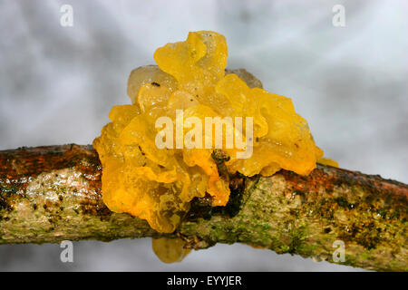 Il giallo del cervello (Tremella mesenterica), su deadwood, Germania Foto Stock