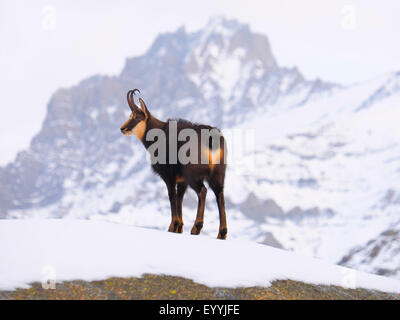 Il camoscio (Rupicapra rupicapra), in presenza di neve paesaggio di montagna, l'Italia, il Parco Nazionale del Gran Paradiso Foto Stock