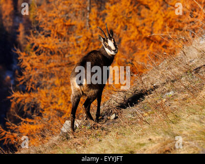 Il camoscio (Rupicapra rupicapra), su un pendio in autunno, l'Italia, il Parco Nazionale del Gran Paradiso Foto Stock