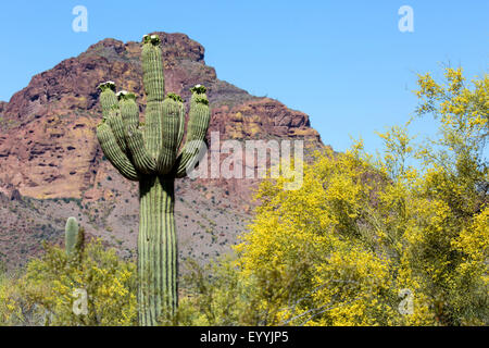 Cactus saguaro (Carnegiea gigantea, Cereus giganteus), multi-blooming armati tra Parkinsonia florida, Stati Uniti d'America, Arizona Sonoran, Phoenix Foto Stock