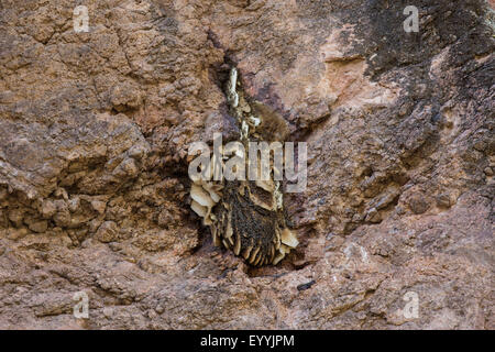 Arnia di api (bombi, miele api e le API di orchidee) (Apidae), uno sciame di api con un sacco di libero-hanging favi sotto uno sperone di roccia, USA, Arizona, Phoenix Foto Stock