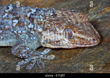 Parete comune geco, Moorish gecko, Parete Moorish Gecko Salamanquesa, Coccodrillo geco comune europeo, gecko Maurita naca gecko (Tarentola mauritanica), ritratto Foto Stock