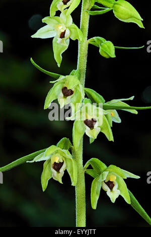 Mueller's Helleborine (muelleri bergonii), infiorescenza, Germania Foto Stock