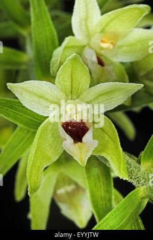 Mueller's Helleborine (muelleri bergonii), infiorescenza, Germania Foto Stock