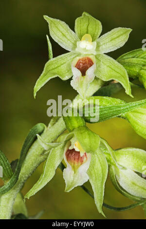 Mueller's Helleborine (muelleri bergonii), infiorescenza, Germania Foto Stock