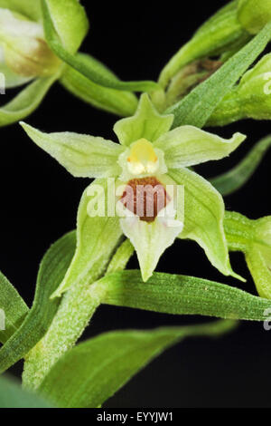 Mueller's Helleborine (muelleri bergonii), unico fiore, Germania Foto Stock