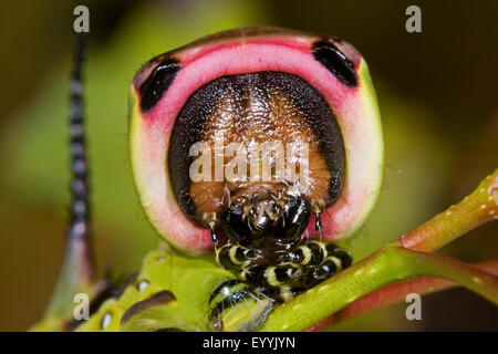 Puss Moth (Cerura vinula, Dicranura vinula), il ritratto di caterpillar, Germania Foto Stock