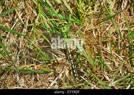 Libellula a serpentina, Verde Snaketail (Ophiogomphus serpentinus, Ophiogomphus cecilia), su erba, Germania Foto Stock