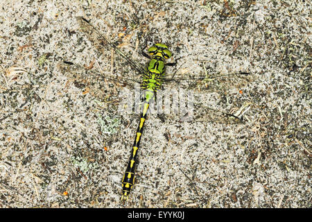 Libellula a serpentina, Verde Snaketail (Ophiogomphus serpentinus, Ophiogomphus cecilia), maschio, Germania Foto Stock