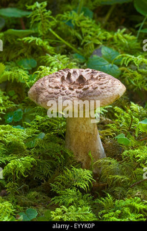 Dente squamosa, hedgehog incastrata, squamosa hedgehog (Sarcodon imbricatus), corpo fruttifero sul suolo della foresta, Germania Foto Stock