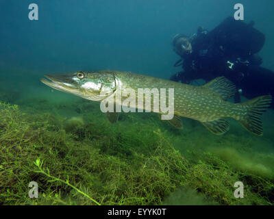 Pike, northern luccio (Esox lucius), diver guardando un luccio in un lago, in Germania, in Renania settentrionale-Vestfalia, Fuehlinger vedere Foto Stock