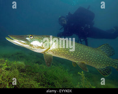 Pike, northern luccio (Esox lucius), diver guardando un luccio in un lago, in Germania, in Renania settentrionale-Vestfalia, Fuehlinger vedere Foto Stock