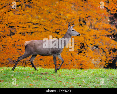 Il cervo (Cervus elaphus), hind in autunno, in Germania, in Sassonia Foto Stock