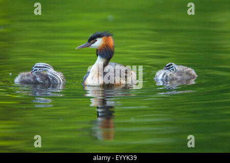 Svasso maggiore (Podiceps cristatus), uccello adulto con due giovani animali sull'acqua, Germania Foto Stock
