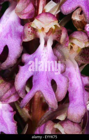 Robert (barlia Barlia robertiana, Himantoglossum robertianum), fiore Foto Stock