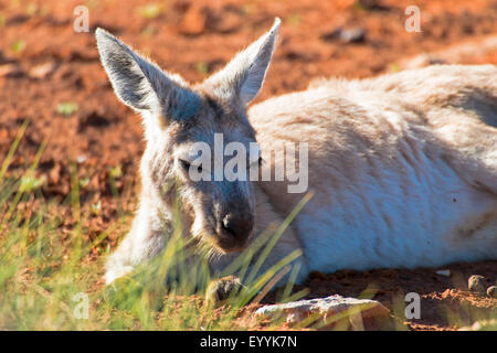 Wallaroo, wallaroo comune, euro, hill (canguro Macropus robustus), Lys sul terreno in appoggio, Australia Australia Occidentale, Cape Range National Park, Yardie Creek Gorge Foto Stock