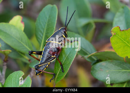Gomma orientale grasshopper (Romalea microptera), ninfa, STATI UNITI D'AMERICA, Florida Foto Stock