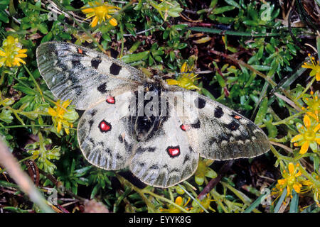 Parnassius phoebus (Parnassius phoebus), sui fiori gialli, Germania Foto Stock