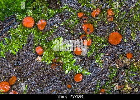 Coppa di ciglia, Molly eye-vimini, Scarlet elf cap, ciglia fungo, ciglia pixie (Scutellinia scutellata, scutellata rotula), di corpi fruttiferi su mossy deadwood, Germania Foto Stock