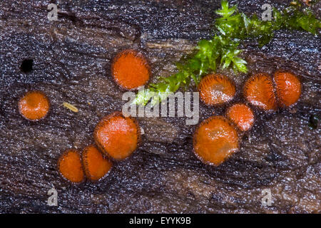 Coppa di ciglia, Molly eye-vimini, Scarlet elf cap, ciglia fungo, ciglia pixie (Scutellinia scutellata, scutellata rotula), di corpi fruttiferi su deadwood, Germania Foto Stock