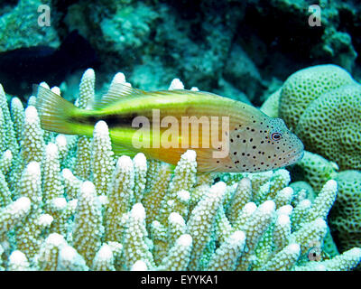 Freckled hawkfish, Forster's hawkfish, blackside hawkfish (Paracirrhites forsteri), tra i coralli, Egitto, Mar Rosso, Safaga Foto Stock