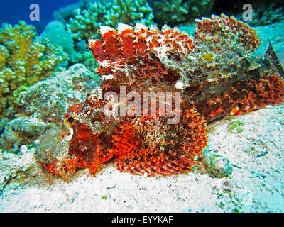 Tassled scorfani, smallscale, Scorfani Scorfani flathead (Scorpaenopsis oxycephalus), sul terreno del mare, Egitto, Mar Rosso, Safaga Foto Stock