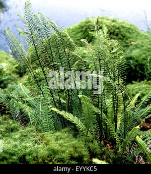 Rippenfarn, Blechnum spicant Foto Stock