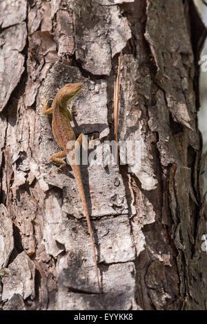 Verde (anole Anolis carolinensis), femmina in corrispondenza di un tronco di albero, STATI UNITI D'AMERICA, Florida, Kissimmee Foto Stock