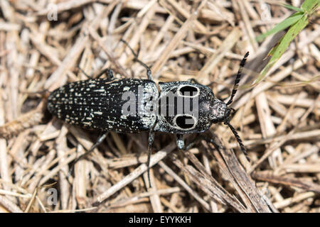 Clicchi Eastern-Eyed Beetle (Alaus oculatus), sul terreno, STATI UNITI D'AMERICA, Florida, Tampa Foto Stock