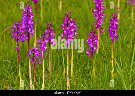 Early-orchidea viola (Orchis mascula), più precoce fioritura di orchidee viola, Germania Foto Stock