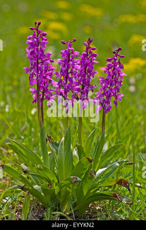 Early-orchidea viola (Orchis mascula), cinque precoce fioritura di orchidee viola, Germania Foto Stock