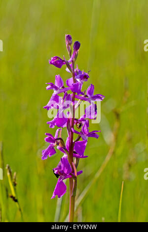 Bog orchid (Orchis palustris, Anacamptis palustris), infiorescenza con fiori e boccioli di fiori recisi, Germania Foto Stock