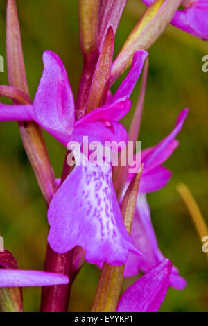 Bog orchid (Orchis palustris, Anacamptis palustris), infiorescenza, dettaglio, Germania Foto Stock