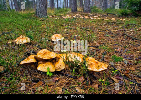 Bovini (bolete Suillus bovinus), luminoso bosco con molti boletes bovina, Germania Foto Stock