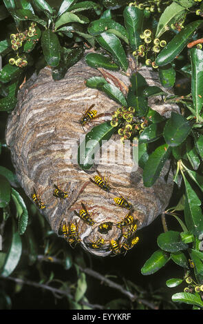 Wasp mediano (Dolichovespula media), il nido di vespe in corrispondenza di una siepe in un giardino, Germania Foto Stock