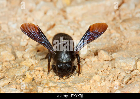 Parete bee, mason bee (Megachile parietina, Chalicodoma parietina, Chalicodoma muraria), raccoglie l argilla per costruire il suo nido, Germania Foto Stock