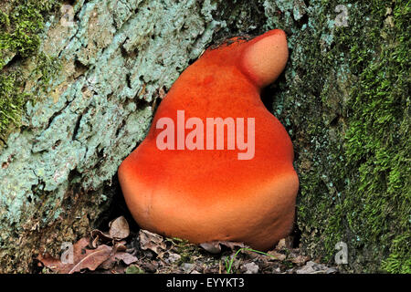 Bistecca di manzo fungo (Fistulina hepatica), alla base del tronco di un albero, Germania Foto Stock