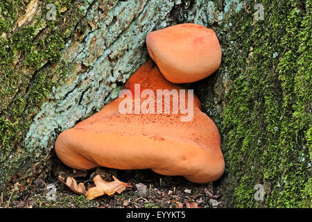 Bistecca di manzo fungo (Fistulina hepatica), alla base del tronco di un albero, Germania Foto Stock