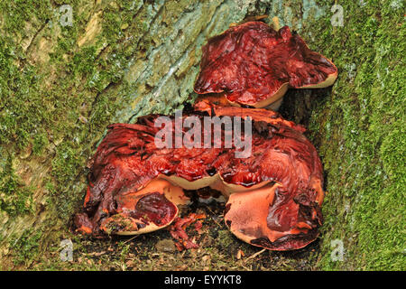 Bistecca di manzo fungo (Fistulina hepatica), alla base del tronco di un albero, Germania Foto Stock