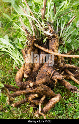 Bouncingbet, Bouncing-bet, Soapwort (Saponaria officinalis), pianta con rizoma, Germania Foto Stock